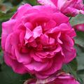 Rose 'Wild Edric'