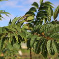 Toona sinensis Flamingo Lubera