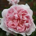 Englische Rose 'Wild Eve'