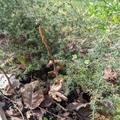 Wildspargel Lancia verde, Asparagus acutifolius