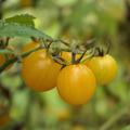 Wildtomate 'Golden Currant' (Solanum lycopersicum)