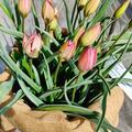Wildtulpe 'Danique', Tulipa 'Danique'
