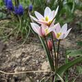 Wildtulpe 'Hilde', Tulipa cretica 'Hilde'