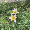 Wildtulpe 'Lilac Wonder', Tulipa bakeri 'Lilac Wonder'