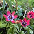 Wildtulpe 'Little Beauty', Tulipa 'Little Beauty'