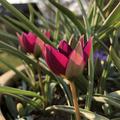 Wildtulpe 'Persian Pearl', Tulipa humilis 'Persian Pearl'