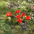 Wildtulpe 'Showwinner', Tulipa 'Showwinner' 