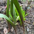 Wildtulpe Turkestanische Tulpe, Tulipa turkestanica