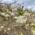 Winter-Duftheckenkirsche (Lonicera purpusii)