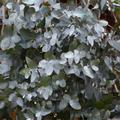 Winterharter Eucalyptus 'Silverana' (Eucalyptus gunnii 'Silverana')