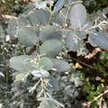 Winterharter Eukalyptus 'Silverana', Eucalyptus gunnii 'Silverana'
