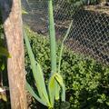 Winterheckenzwiebel, Allium fistulosum
