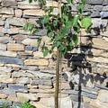 Winterlinde 'Greenspire' - Hochstamm, Tilia cordata 'Greenspire'
