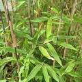 Immergrne Bambusbltter