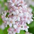 Deutzia hybrida 'Mont Rose', Deutzie, Rosendeutzie, XXL Pflanzen, Hinrichs