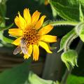 Smallanthus sonchifolius, Yacon Weiss-sss