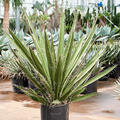 Yucca carnerosana, Stamm, im 27cm Topf, Hhe 100cm, Breite 70cm