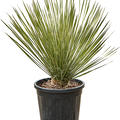 Yucca elata, Stamm, im 31cm Topf, Hhe 80cm, Breite 55cm