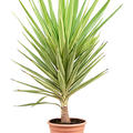 Yucca elephantipes 'Jewel', Stamm, im 27cm Topf, Hhe 120cm, Breite 55cm