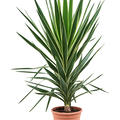 Yucca elephantipes 'Puck', Stamm, im 27cm Topf, Hhe 120cm, Breite 60cm