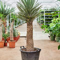 Yucca filifera, Stamm, im 50cm Topf, Hhe 160cm, Breite 60cm