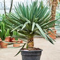 Yucca gloriosa 'Lone Star', Stamm, im 48cm Topf, Hhe 140cm, Breite 110cm