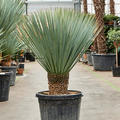 Yucca rostrata (120-140), Stamm 20-30, im 50cm Topf, Höhe 130cm, Breite 120cm