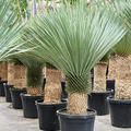 Yucca rostrata (150-180), Stamm (40-60), im 45cm Topf, Hhe 165cm, Breite 110cm