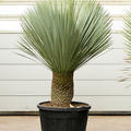 Yucca rostrata (160-170), Stamm 40-50, im 60cm Topf, Höhe 165cm, Breite 120cm