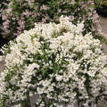 Zwerg-Maiblumenstrauch 'Yuki Snowflake' (Deutzia gracilis 'Yuki Snowflake')