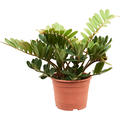 Zamia furfuracea (30-50), Busch, im 20cm Topf, Hhe 40cm, Breite 35cm