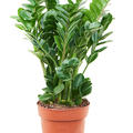 Zamioculcas zamiifolia 'Midori', Tuff, im 19cm Topf, Hhe 65cm, Breite 35cm