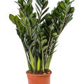 Zamioculcas zamiifolia 'Super Nova', Tuff, im 17cm Topf, Hhe 50cm, Breite 35cm