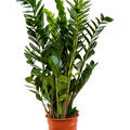 Zamioculcas zamiifolia, Tuff, im 24cm Topf, Hhe 100cm, Breite 50cm