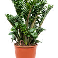 Zamioculcas zamiifolia 'Zenzi', Tuff, im 21cm Topf, Hhe 70cm, Breite 50cm