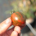 Cocktailtomate 'Zebrino' (Solanum lycopersicum)