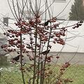 Zierapfel 'Adirondack' , Malus 'Adirondack'