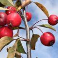 Malus Eleyi Zierapfel im Herbst