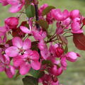 Malus x moerlandsii Liset Zierapfelbaum Frchte Blten