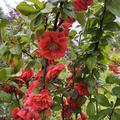 Zierquitte 'Orange Storm', Chaenomeles speciosa 'Orange Storm'