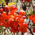 Zierquitte 'Cido' , Chaenomeles japonica 'Cido' , Blten