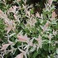 rosa Bltter der Salix