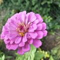 Zinnia elegans, Zinnie 'Profusion Mix' , Zinnien, gute Schnittblume