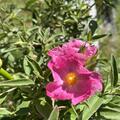 Zistrose 'Silver Pink', Cistus argenteus 'Silver Pink'