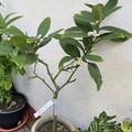Zitronatzitrone 'Etrog', Citrus medica 'Etrog'