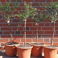 Deine Orangerie Set  2 weisse und 2 rote Finger-Limette