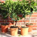 Deine Orangerie Set Zitrussorten ohne Kerne: Tahiti Limette, Nevelorange Navelina, Zitrus Lemox, Rote Grapefruit Rubra