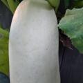 Zucchetti White Bush, Cucurbita pepo