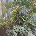 Zucchini 'Auslese Sativa', Zucchini 'Auslese Sativa'