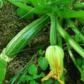 Zucchini Cocozelle von Tripolis BIO, Cucurbita pepo